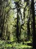 PICTURES/Ho Rainforest - Hall of Mosses/t_TreeBeard.JPG